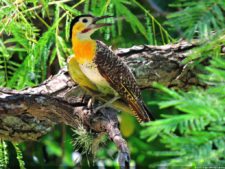 Imágenes de una Edición Memorable