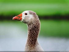 Imágenes de una Edición Memorable