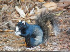 Imágenes para la historia del US Open