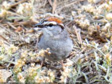 Imágenes para la historia del US Open
