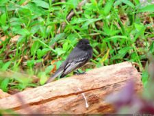 De que vuelan vuelan…! Invitacional Damas de Halloween!