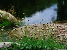 De que vuelan vuelan…! Invitacional Damas de Halloween!