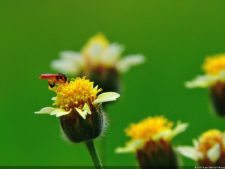 De que vuelan vuelan…! Invitacional Damas de Halloween!