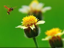 De que vuelan vuelan…! Invitacional Damas de Halloween!