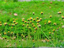 De que vuelan vuelan…! Invitacional Damas de Halloween!