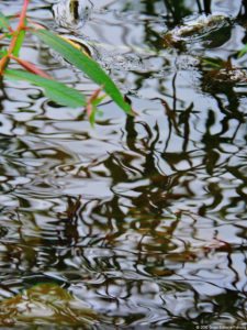 De que vuelan vuelan…! Invitacional Damas de Halloween!