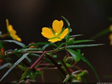 De que vuelan vuelan…! Invitacional Damas de Halloween!