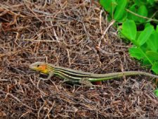 De que vuelan vuelan…! Invitacional Damas de Halloween!