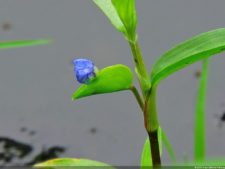 De que vuelan vuelan…! Invitacional Damas de Halloween!