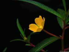 De que vuelan vuelan…! Invitacional Damas de Halloween!