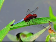 De que vuelan vuelan…! Invitacional Damas de Halloween!