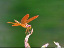 De que vuelan vuelan…! Invitacional Damas de Halloween!