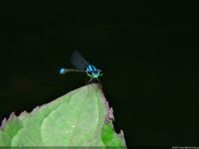 De que vuelan vuelan…! Invitacional Damas de Halloween!