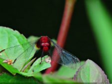 De que vuelan vuelan…! Invitacional Damas de Halloween!