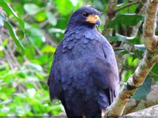 De que vuelan vuelan…! Invitacional Damas de Halloween!