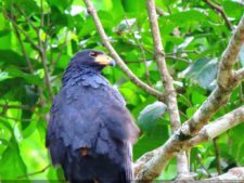 De que vuelan vuelan…! Invitacional Damas de Halloween!