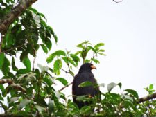 De que vuelan vuelan…! Invitacional Damas de Halloween!