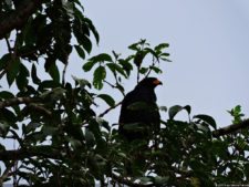 De que vuelan vuelan…! Invitacional Damas de Halloween!