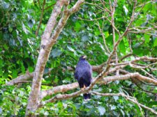 De que vuelan vuelan…! Invitacional Damas de Halloween!