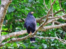 De que vuelan vuelan…! Invitacional Damas de Halloween!