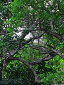 De que vuelan vuelan…! Invitacional Damas de Halloween!