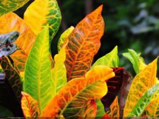 De que vuelan vuelan…! Invitacional Damas de Halloween!