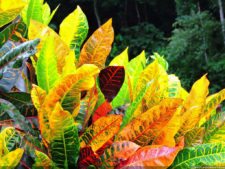 De que vuelan vuelan…! Invitacional Damas de Halloween!