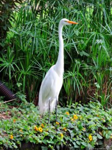 La diversión de posar para Fairway en el Colombia Open
