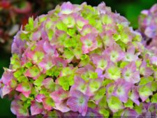 La diversión de posar para Fairway en el Colombia Open