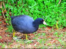 La diversión de posar para Fairway en el Colombia Open