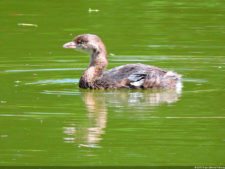 La diversión de posar para Fairway en el Colombia Open