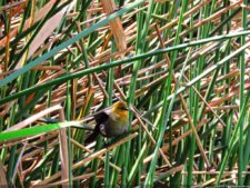 La diversión de posar para Fairway en el Colombia Open