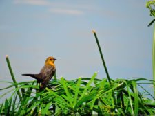 La diversión de posar para Fairway en el Colombia Open
