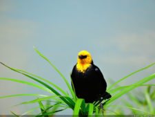 La diversión de posar para Fairway en el Colombia Open