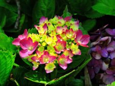 La diversión de posar para Fairway en el Colombia Open