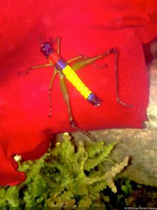 La diversión de posar para Fairway en el Colombia Open