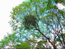 La Sucursal del Cielo