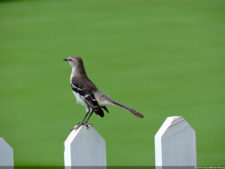 Latin America Championship 2016 selección miércoles