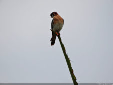 Latin America Championship 2016 selección miércoles