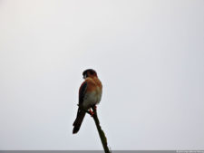 Latin America Championship 2016 selección miércoles