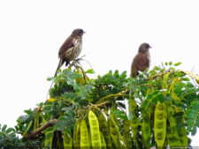 Latin America Championship 2016 selección miércoles