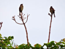 Latin America Championship 2016 selección miércoles