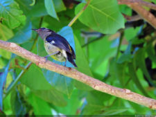 Latin America Championship 2016 selección sábado