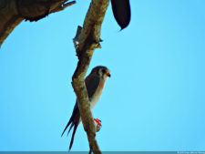 Latin America Championship 2016 selección sábado