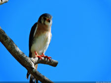 Latin America Championship 2016 selección sábado