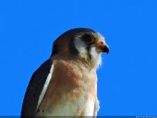 Latin America Championship 2016 selección sábado