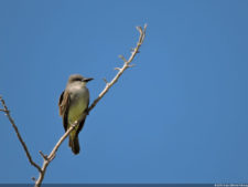 Latin America Championship 2016 selección sábado