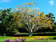 Latin America Championship 2016 selección viernes