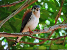 Latin America Championship 2016 selección viernes