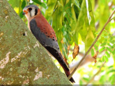 Latin America Championship 2016 selección viernes